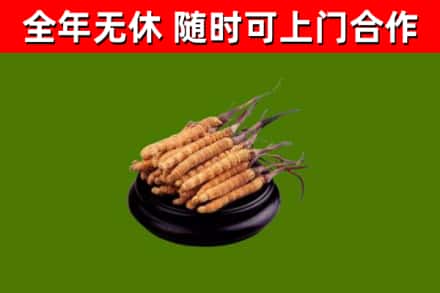 永济市回收冬虫夏草